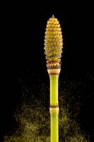 Prêle - émission des spores 